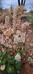 Ptilotus nobilis