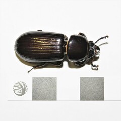 Pharochilus rugiceps