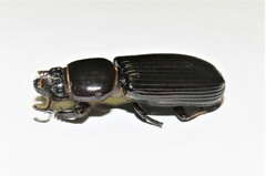 Pharochilus rugiceps