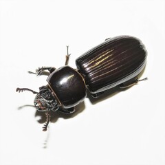 Pharochilus rugiceps