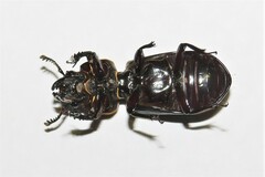 Pharochilus rugiceps