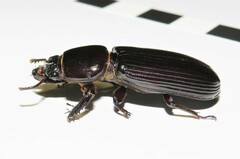 Pharochilus rugiceps