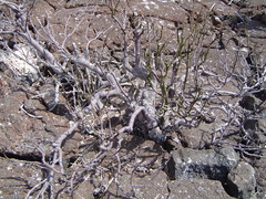 Bursera graveolens