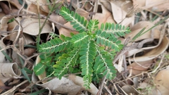 Phyllanthus amarus