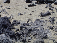 Mimus parvulus