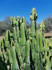 Euphorbia cooperi