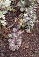 Brassica oleracea acephala