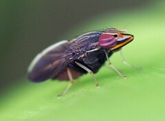 Cephaloconus tenebrosus