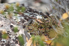 Drysdalia coronoides