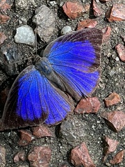 Arhopala