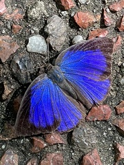 Arhopala