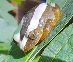 Afrixalus fornasini