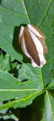 Afrixalus fornasini