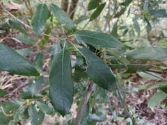 Quercus pachyloma