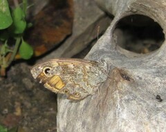 Lasiommata megera