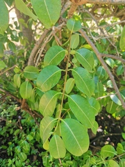 Cryptostegia grandiflora