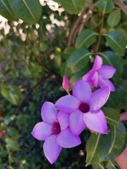 Cryptostegia grandiflora