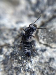 Anotylus inustus