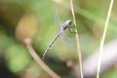 Austroaeschna parvistigma