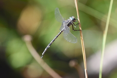 Austroaeschna parvistigma