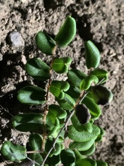Pellaea andromedifolia pubescens