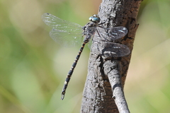 Austroaeschna parvistigma