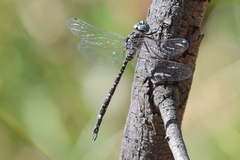 Austroaeschna parvistigma