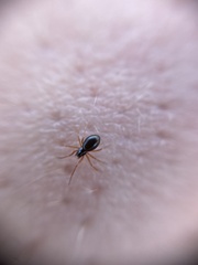 Erigone aletris