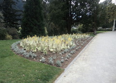 Brassica oleracea acephala