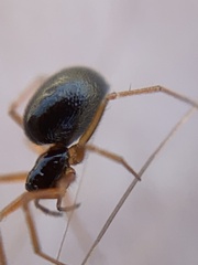 Erigone aletris