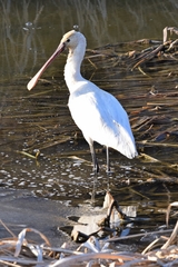 Platalea leucorodia