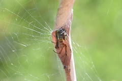 Phonognatha