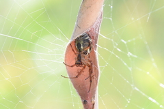 Phonognatha