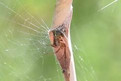 Phonognatha