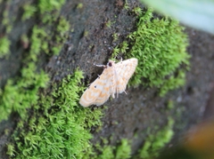 Notarcha aurolinealis