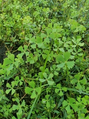 Marsilea ephippiocarpa