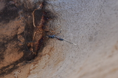 Aulacidae