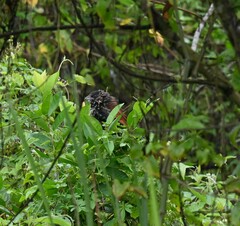 Centropus bengalensis