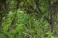 Centropus bengalensis