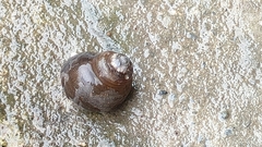 Tegula brunnea