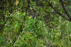 Centropus bengalensis