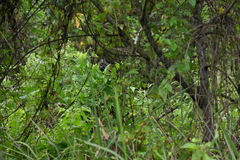 Centropus bengalensis