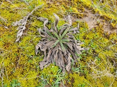 Onosma arenaria