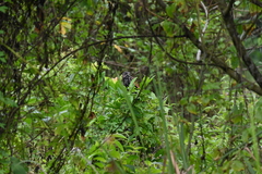 Centropus bengalensis