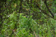 Centropus bengalensis