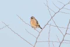 Chloris sinica