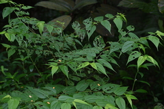 Trema cannabina
