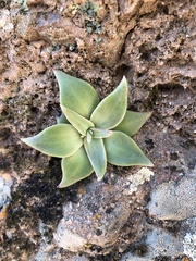 Dudleya