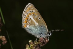 Eumedonia eumedon