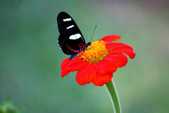 Heliconius doris